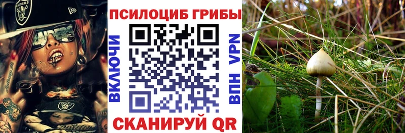 hydra tor  закладка  Елабуга  Псилоцибиновые грибы Psilocybe 